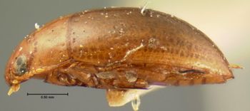 Media type: image;   Entomology 5972 Aspect: habitus lateral view